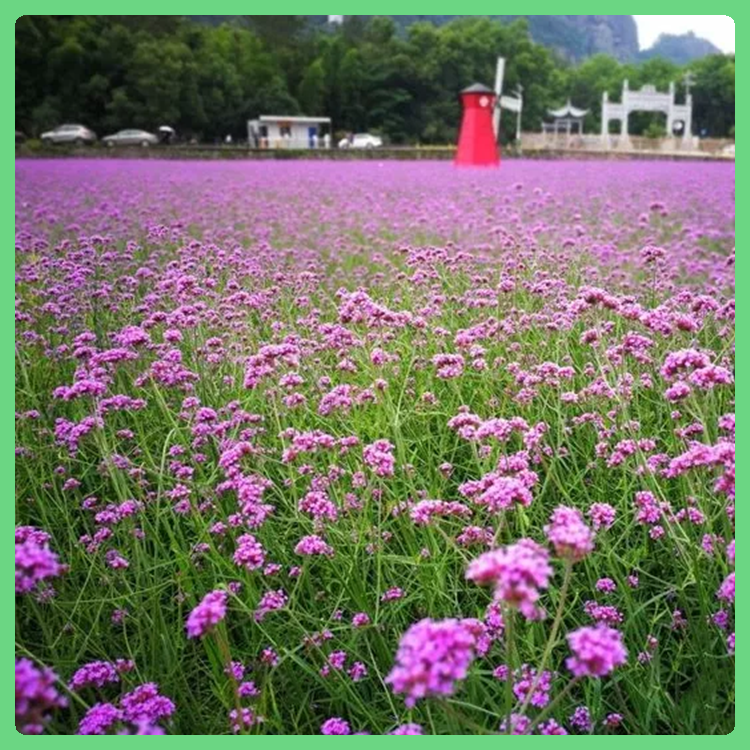 观赏花卉马鞭草 山东绿化草花 基地大量供应 马鞭草报价