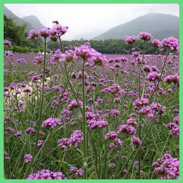 观赏花卉马鞭草 多年生直立草本 基地大量供应 马鞭草出售