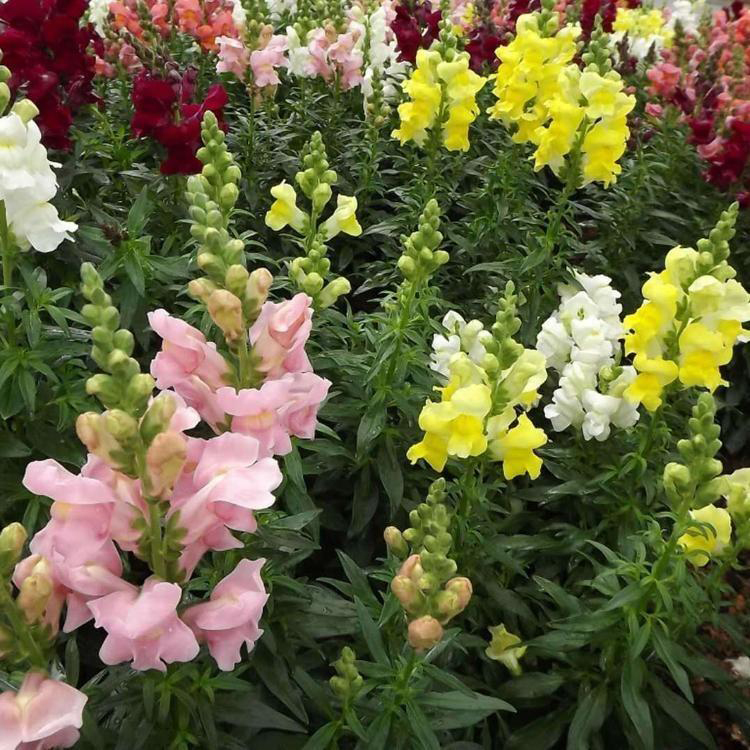 金鱼草观赏性花卉 大量批发金鱼草 夏杰花卉 基地常年批发