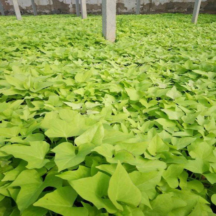 金叶薯工程绿化用苗 草花植物金叶薯 夏杰花卉 基地常年批发