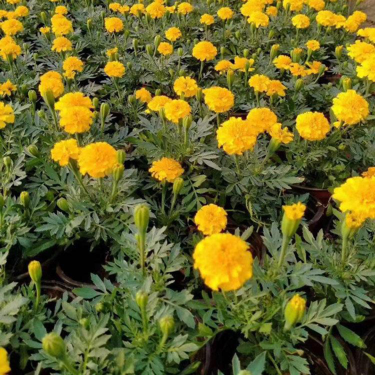别墅工程孔雀草小苗  青州孔雀草价格  夏杰花卉