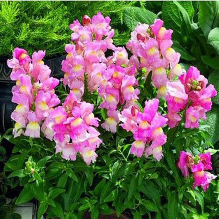 供应四季开花金鱼草 出售公园用金鱼草 夏杰花卉 道路绿化