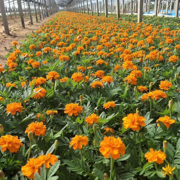河北孔雀草 道路草花