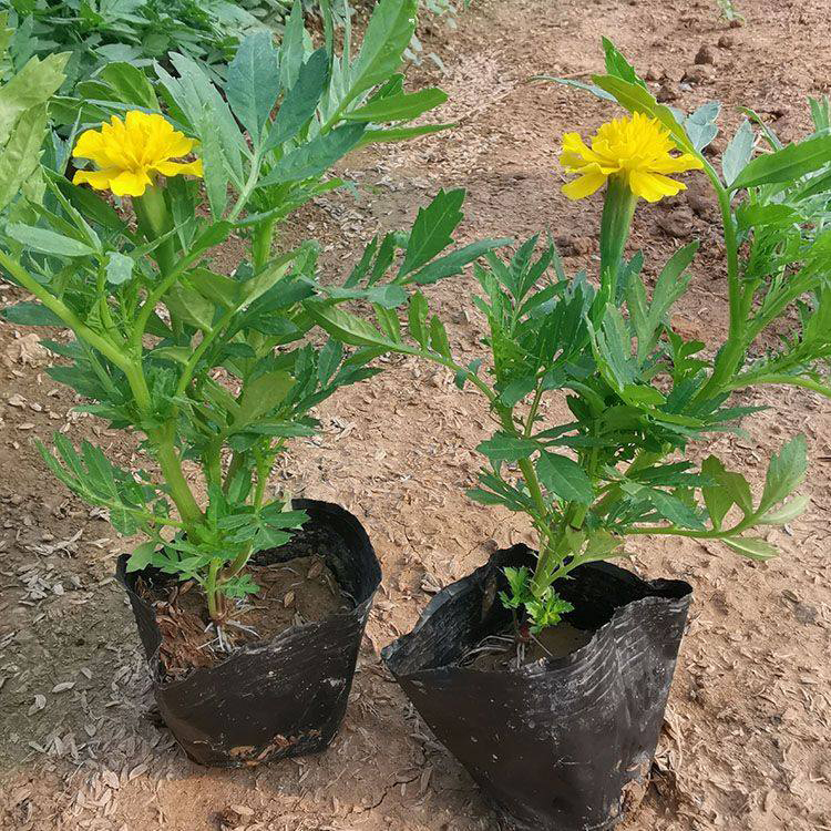 山东出售孔雀草 节日组摆草花孔雀草 夏杰花卉