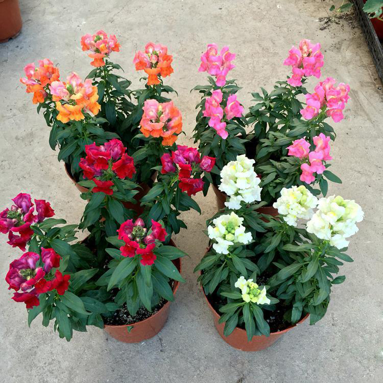 四季好养植物金鱼草 金鱼草工程苗 夏杰花卉 园林批发