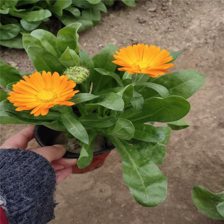 地被植物金盏菊 金盏菊育苗批发 夏杰花卉 基地发货