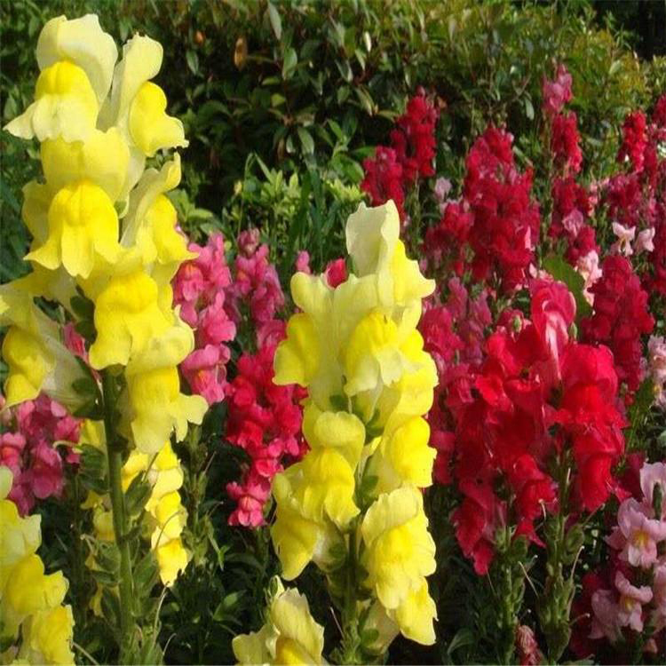 四季好养植物金鱼草 金鱼草盆栽苗报价 夏杰花卉 基地发货