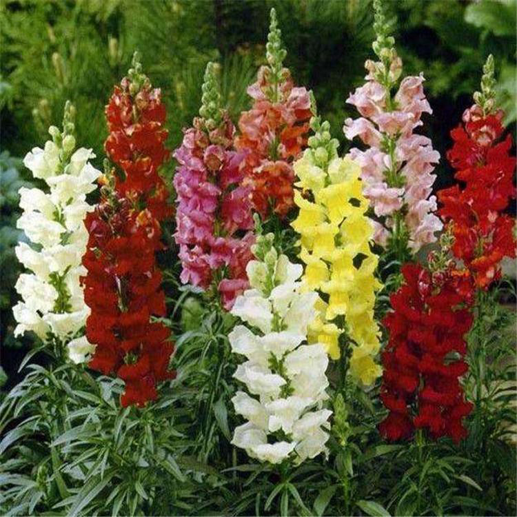 批发盆栽金鱼草 金鱼草基地种植 夏杰花卉 十一造型设计