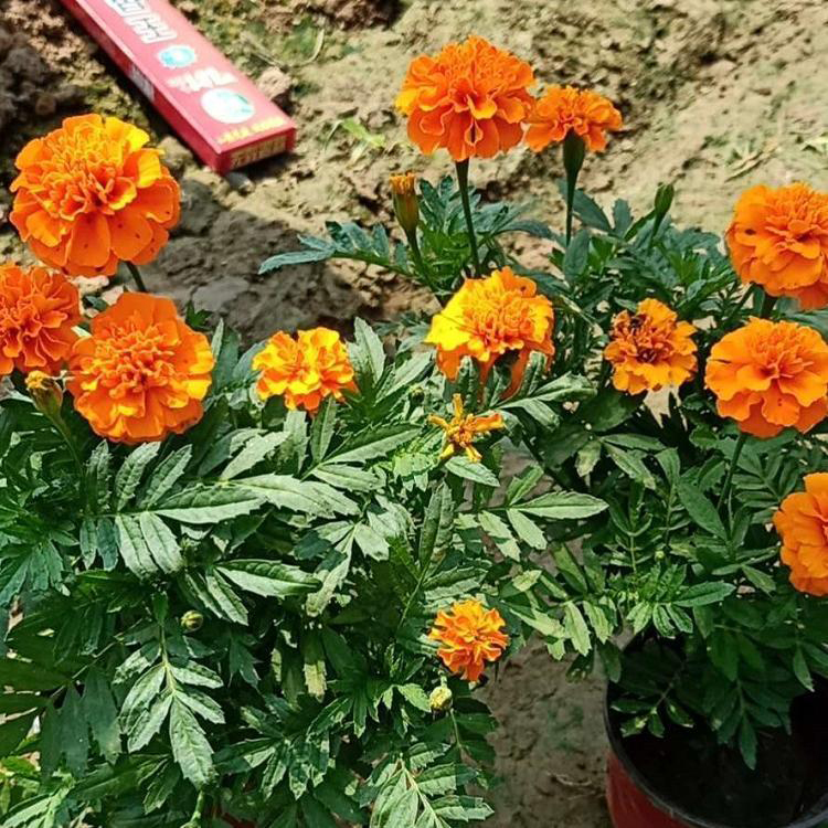 景观花卉草花孔雀草 节庆租摆观赏孔雀草 夏杰花卉 定金发货