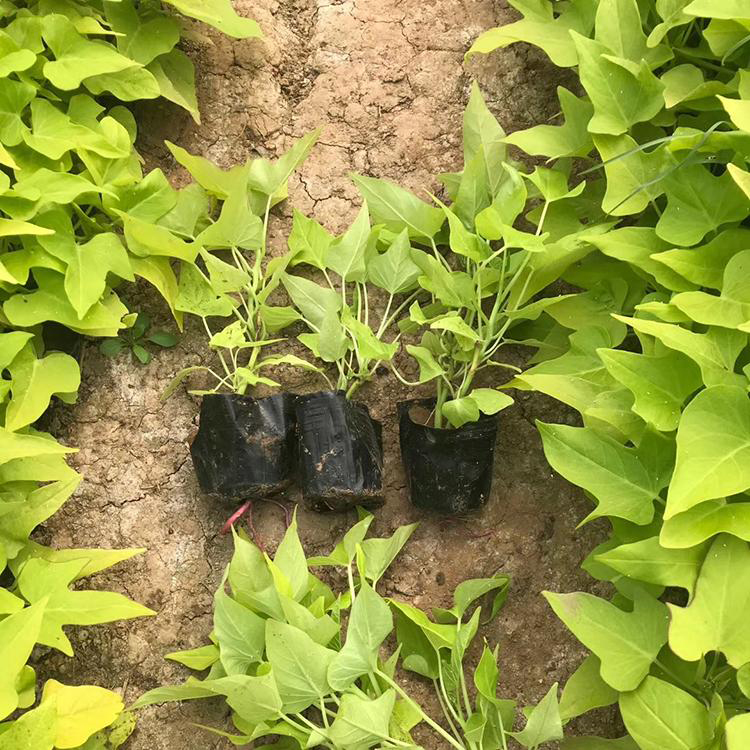 基地直供金叶薯 大量供应金叶薯 夏杰花卉 园林绿化用