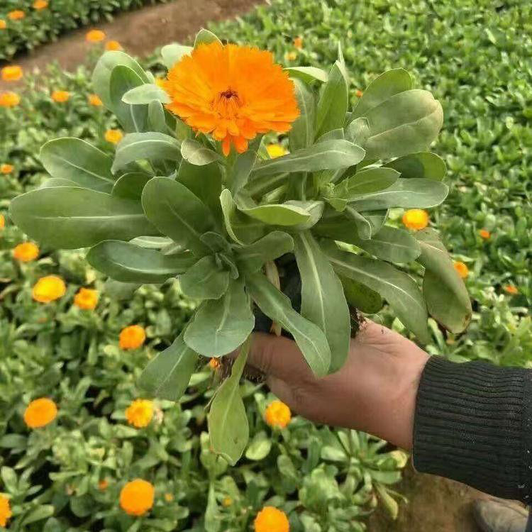 产地直供时令花草金盏菊 观赏型花卉金盏菊 夏杰花卉 无中间商