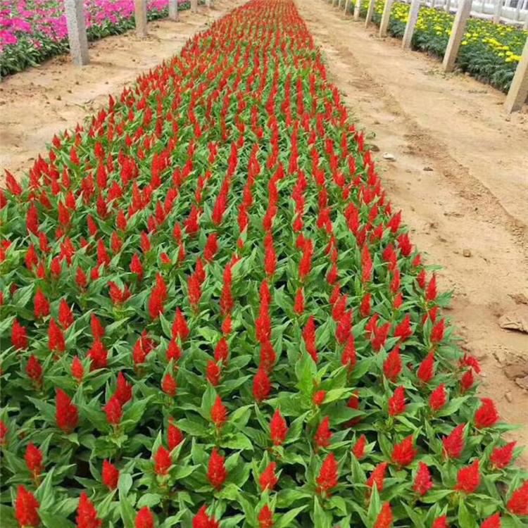 盆栽鸡冠花批发 鸡冠花大量出售 夏杰花卉 苗圃供应