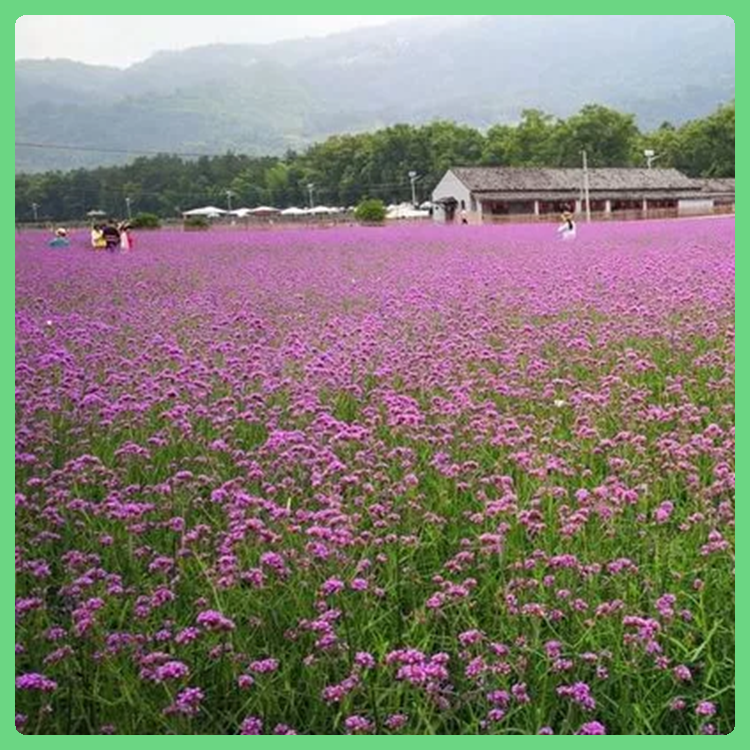 马鞭草花海用苗 青州草花 基地大量供应 马鞭草供应商