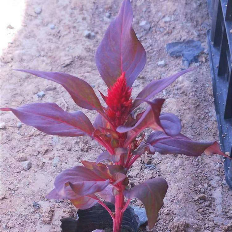 盆栽鸡冠花基地 国庆租摆鸡冠花 夏杰花卉 十一草花