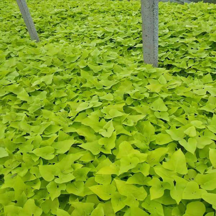 金叶薯盆栽价格 山东盆栽金叶薯杯苗 夏杰花卉 大量批发