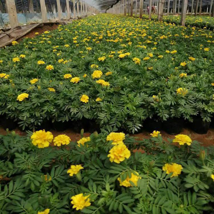 四季观花花海孔雀草 节庆租摆观赏孔雀草 夏杰花卉 市场报价
