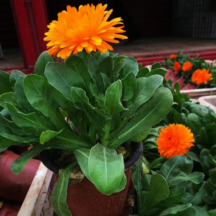 原产地货源多色金盏菊 室外庭院用花 夏杰花卉 园林批发