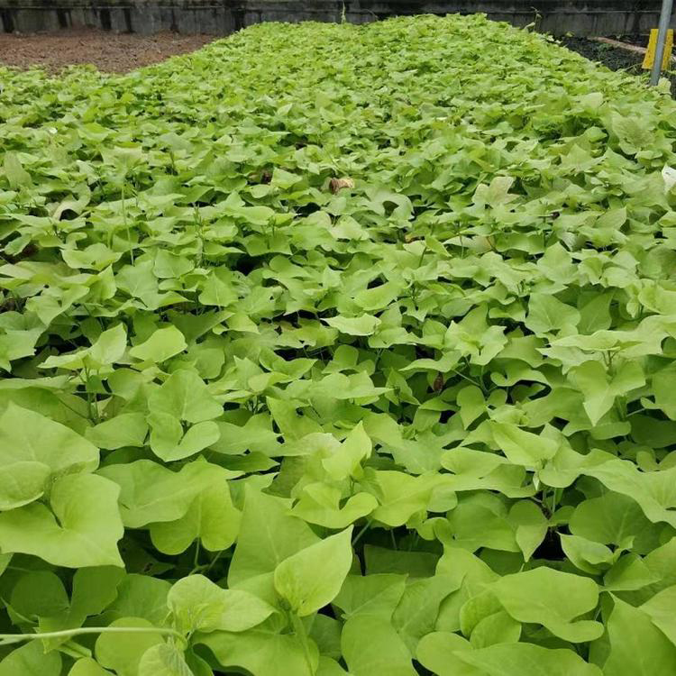 基地直供金叶薯 花坛盆栽金叶薯杯苗 夏杰花卉 货到付款