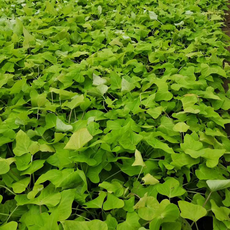 基地直供金叶薯 草花植物金叶薯 夏杰花卉 市场报价