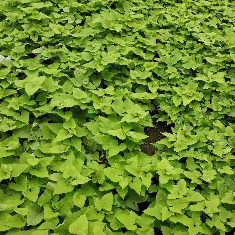 金叶薯工程绿化用苗 金叶薯杯苗批发价格 夏杰花卉 基地常年批发