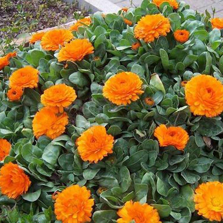 盏菊营养杯苗 观赏型花卉金盏菊 夏杰花卉 货到付款