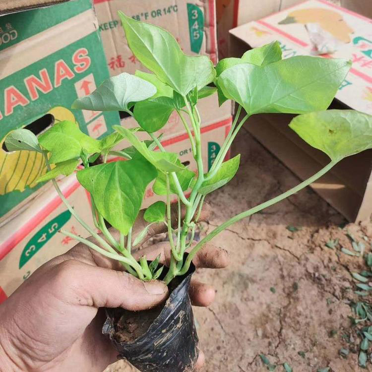 地被植物金叶薯 工程绿化金叶薯苗 夏杰花卉 货到付款
