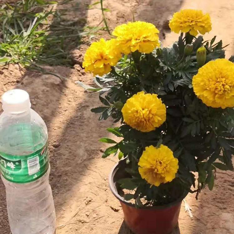 四季观花花海孔雀草 四季草花孔雀草 夏杰花卉 基地常年批发