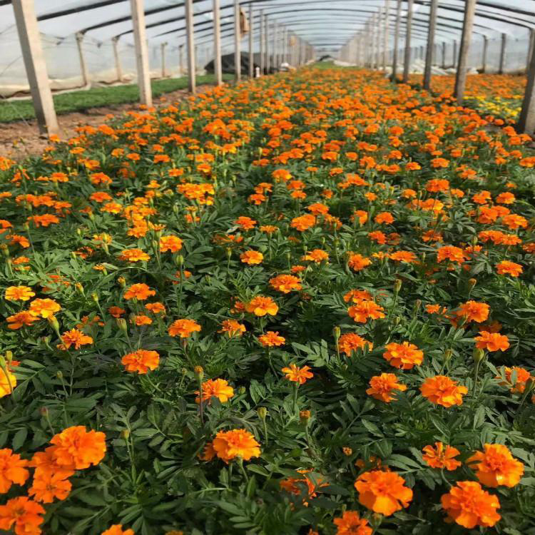 青州孔雀草 花坛花卉 孔雀草小苗价格