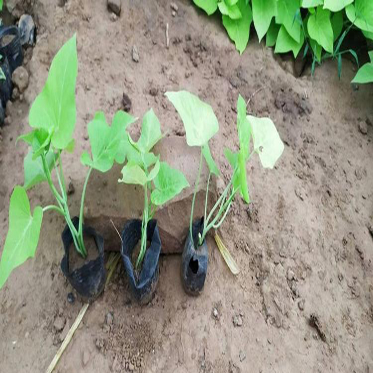 居家绿植金叶薯 大量供应金叶薯 夏杰花卉 园林批发