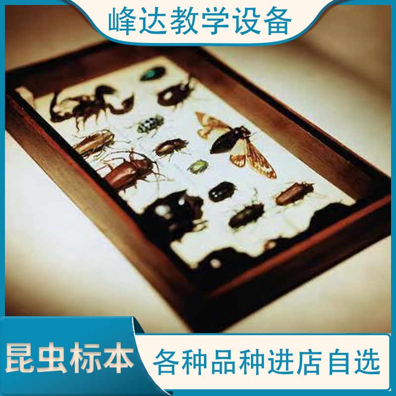 峰达工厂直供 翠凤蝶标本 教学标本 动物标本 支持定制 专业加工多年  欢迎合作  量大从优  