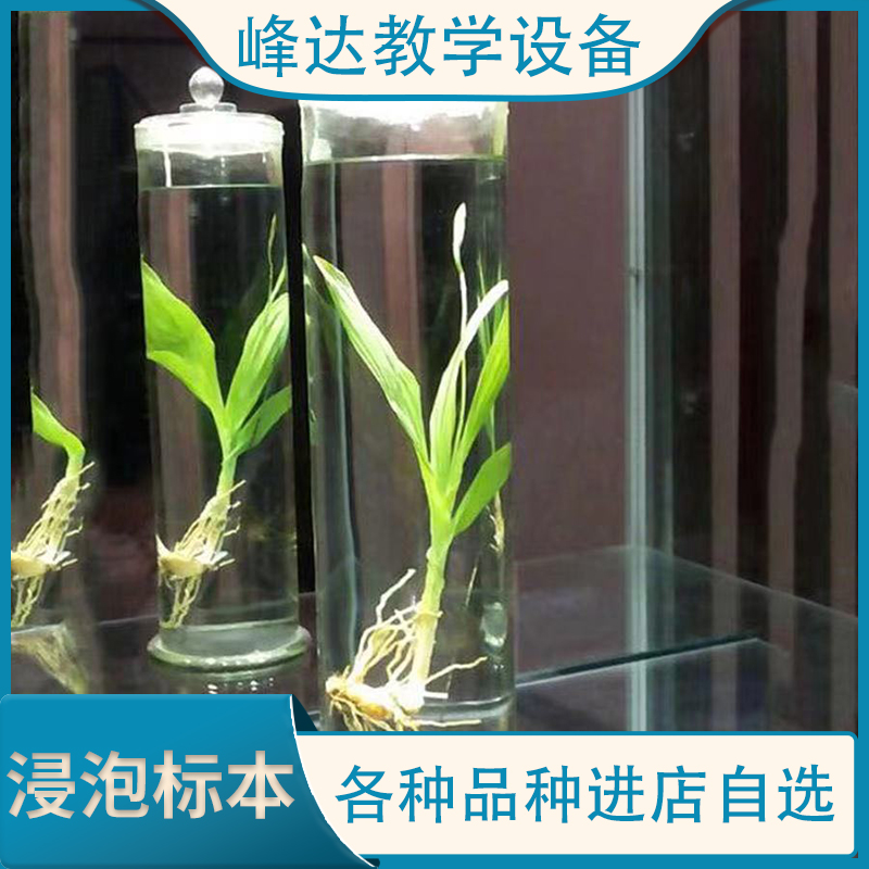 工厂直销 浸泡标本 植物标本  植物浸制标本  教学标本 专业加工多年 欢迎联系    