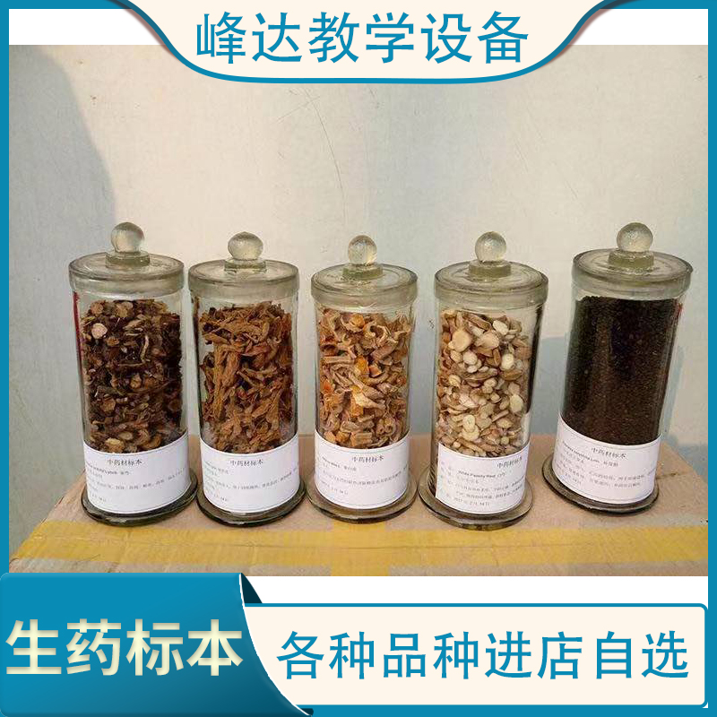 峰达厂家直供 当归生药标 学校生药教学标本 中草药标本 专业加工多年 欢迎合作  量大从优   