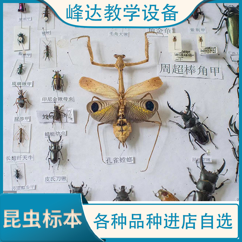 峰达销售标本    昆虫标本，昆虫生活史  可以现场定做  量大从优  需要联系联系冯经理