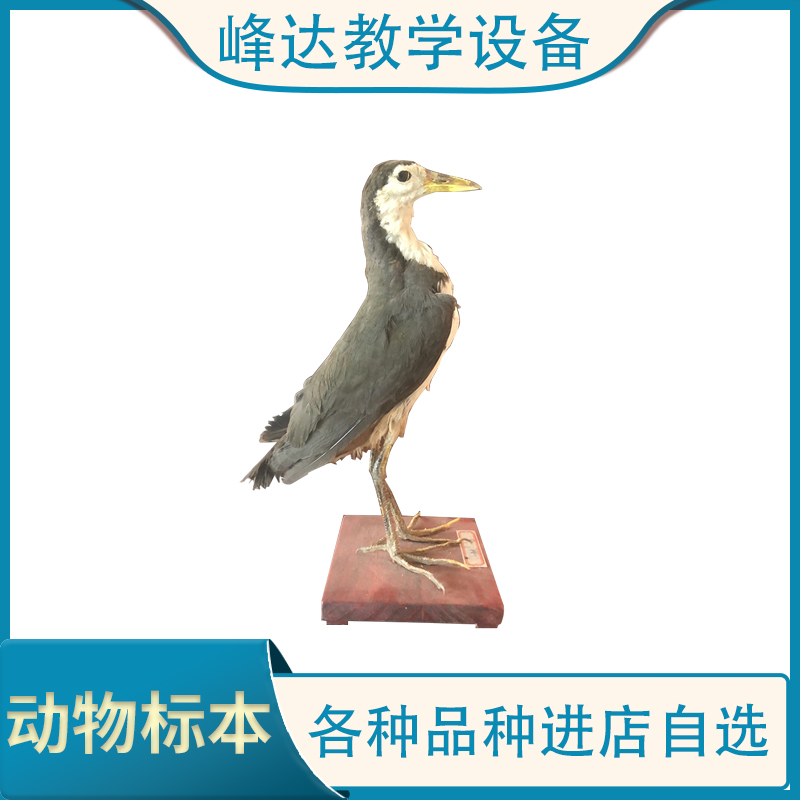 标本制作鹦鹉标本 动物标本 家庭摆件  支持定制    可以现场定做   量大从优 新乡标本模型厂