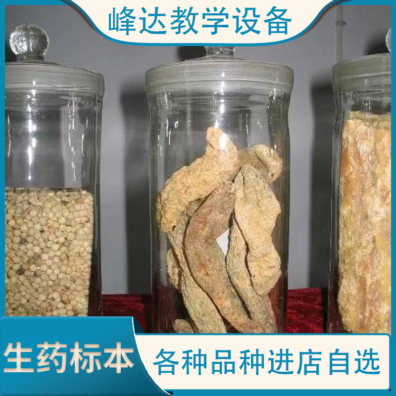 工厂直销 人参中药标本 中草药标本 医药学实训标本 支持定制
