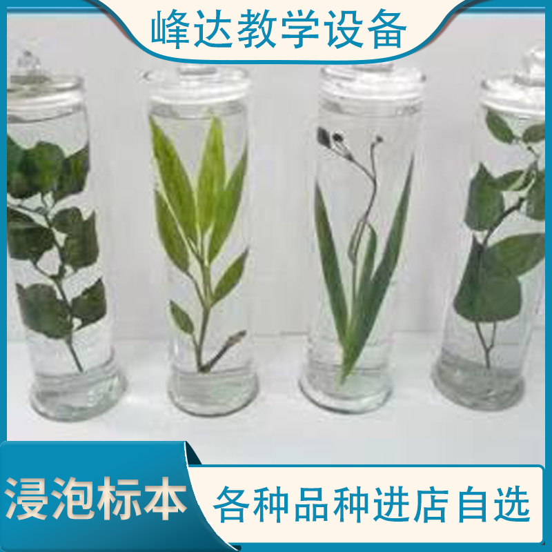 做标本的公司 中草药浸制标本 浸渍标本 植物浸制标本 植物浸制  植物浸泡标本 
