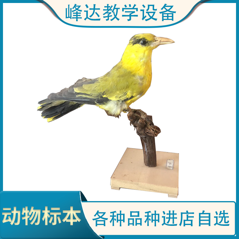 工厂直销 黄莺标本 动物标本 教学标本 支持定制