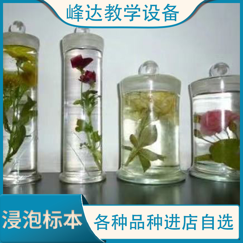 厂家直供 浸泡标本 植物标本 教学标本 支持定制 