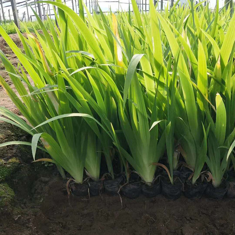 山东水生植物批发  批发水生鸢尾  绿化用水生鸢尾