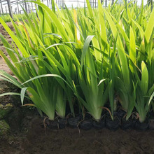 山东水生植物批发  批发水生鸢尾  绿化用水生鸢尾