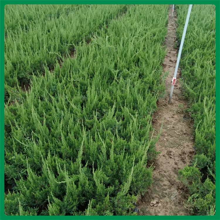 龙柏小苗供应基地青州龙柏小苗 欢迎咨询