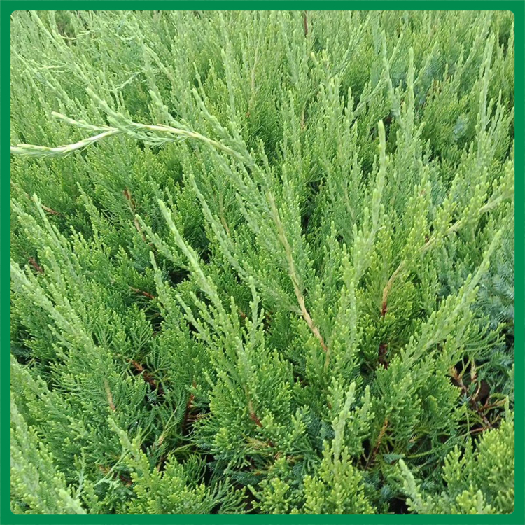 小龙柏苗种植基地供应小龙柏苗 易栽培