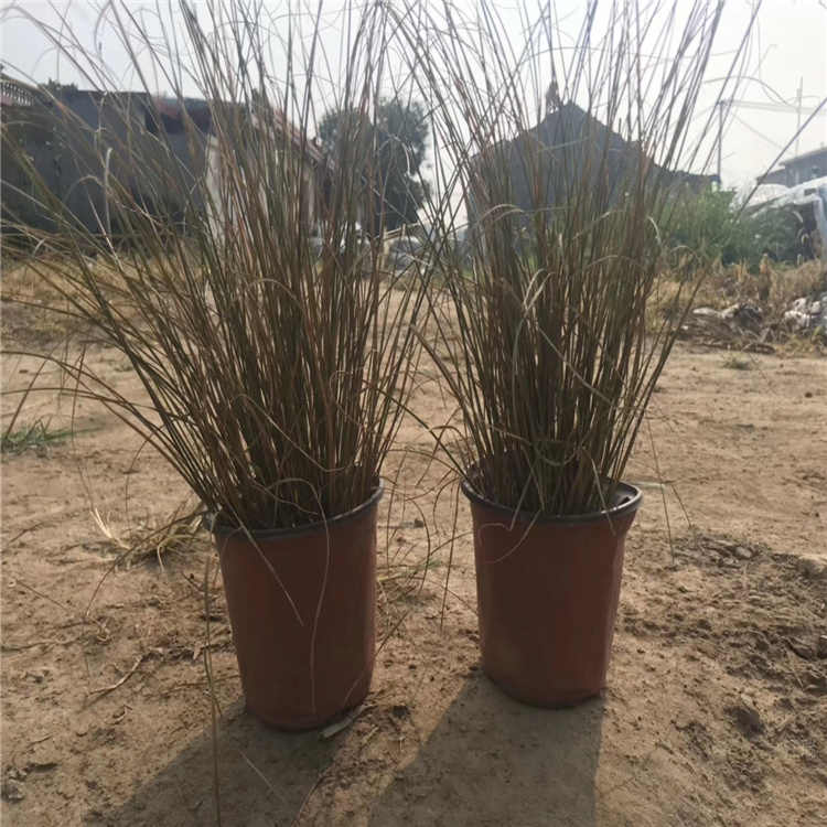河南棕红苔草现货供应 花境用苗棕红苔草 江瑞观赏草种类