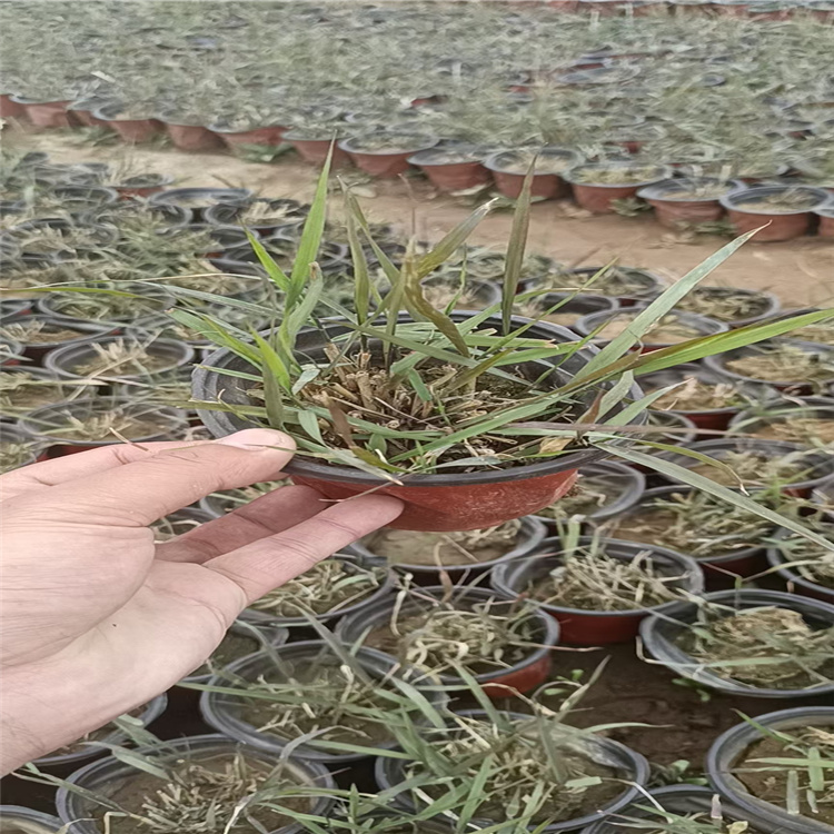 画眉草种子 夏季观赏草画眉草 画眉草成活高