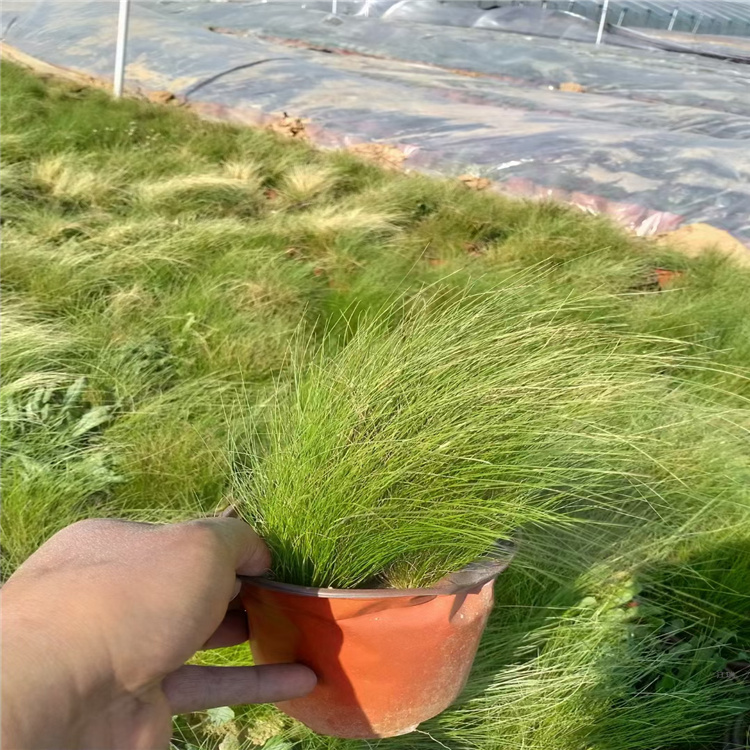 高质量细茎针茅批发 河南细茎针茅基地 江瑞观赏草种类