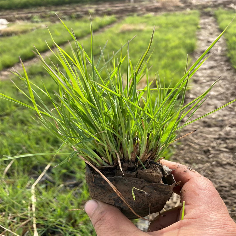 基地供应须芒草 江瑞园艺 四季观赏草须芒草批发 