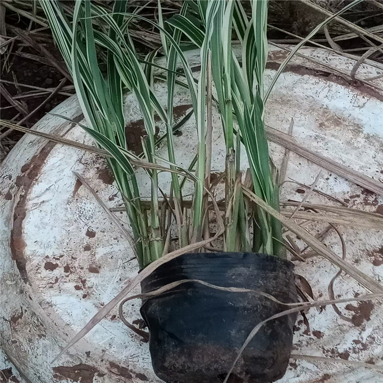 花叶芒种子 种植批发花叶芒 江瑞园艺观赏草基地