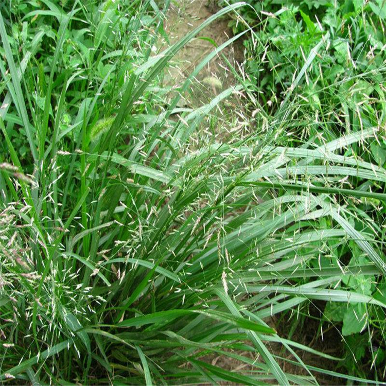 河北画眉草基地 江瑞观赏草 大量供应优良画眉草