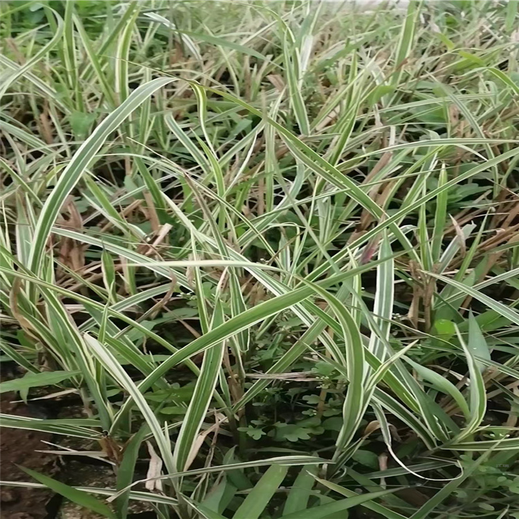 出售花叶芒 江瑞园艺 花叶芒批发价格