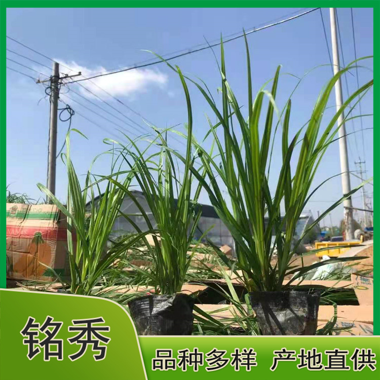 崂峪苔草 园林绿化用崂峪苔草小苗 铭秀